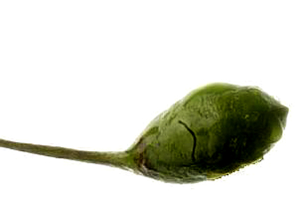 Brazilian green chili, with