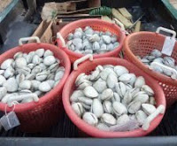 New England Clam Chowder and "To Shell or Not to Shell?"