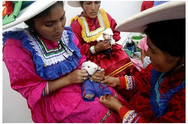 guinea-pig-festival (1)