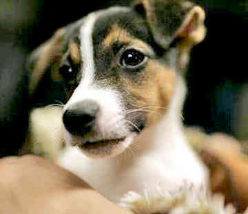 Dog Blog Dog Breed: Jack Russell Terrier Dog Breed Pict