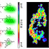 Korea University Professor Jong-Seung Kim Develops Cell pH Sensor