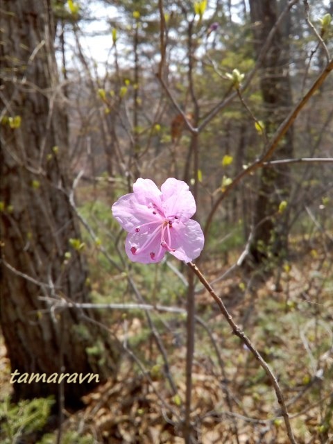 Рододендрон остроконечный (Rhododendron mucronulatum)