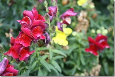August Yard 019