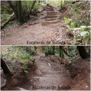 PR-TF-10 LA PUNTA DEL HIDALGO A LA CRUZ DEL CARMEN, sendero entra Chinamada y la Cruz del Carmen, sendero pasado el Barranco del Río y escaleras al acceder a la pista de la Hiedras