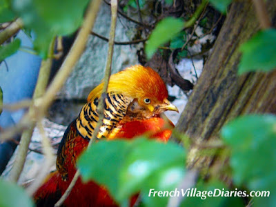 French Village Diaries wildlife in France golden pheasant