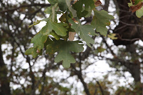 burr oak leaves