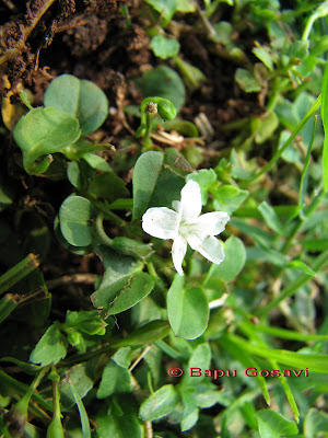 Bacopa monnieri