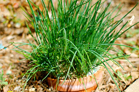 Grow, garden, chives, spring