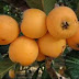 BEST ADVANTAGES OF LOQUAT