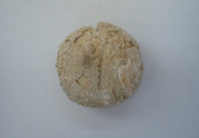 Fossil Sea Urchin / Echinoid 