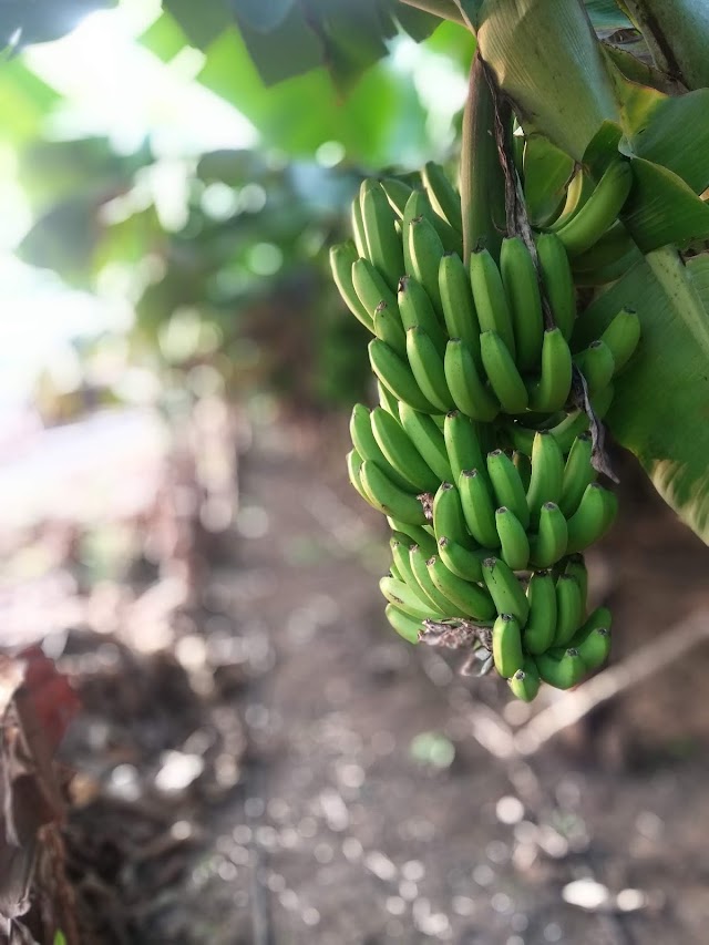 अति पाऊस व थंडीचा केळी पिकावर होणारा दुष्परिणाम व त्यावरील उपाय