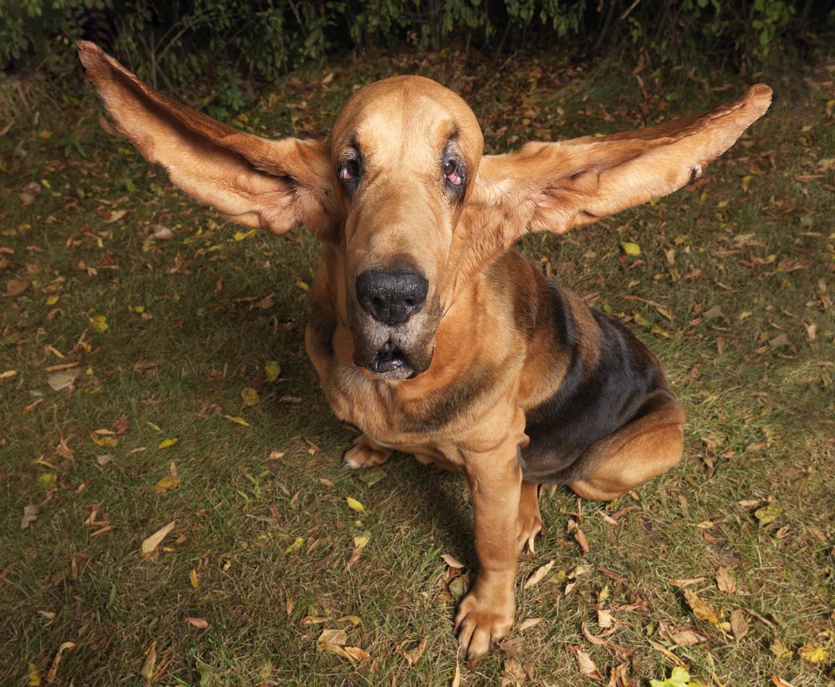 This funny dog picture is of the dog with the longest ears in the ...