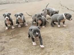 puppies