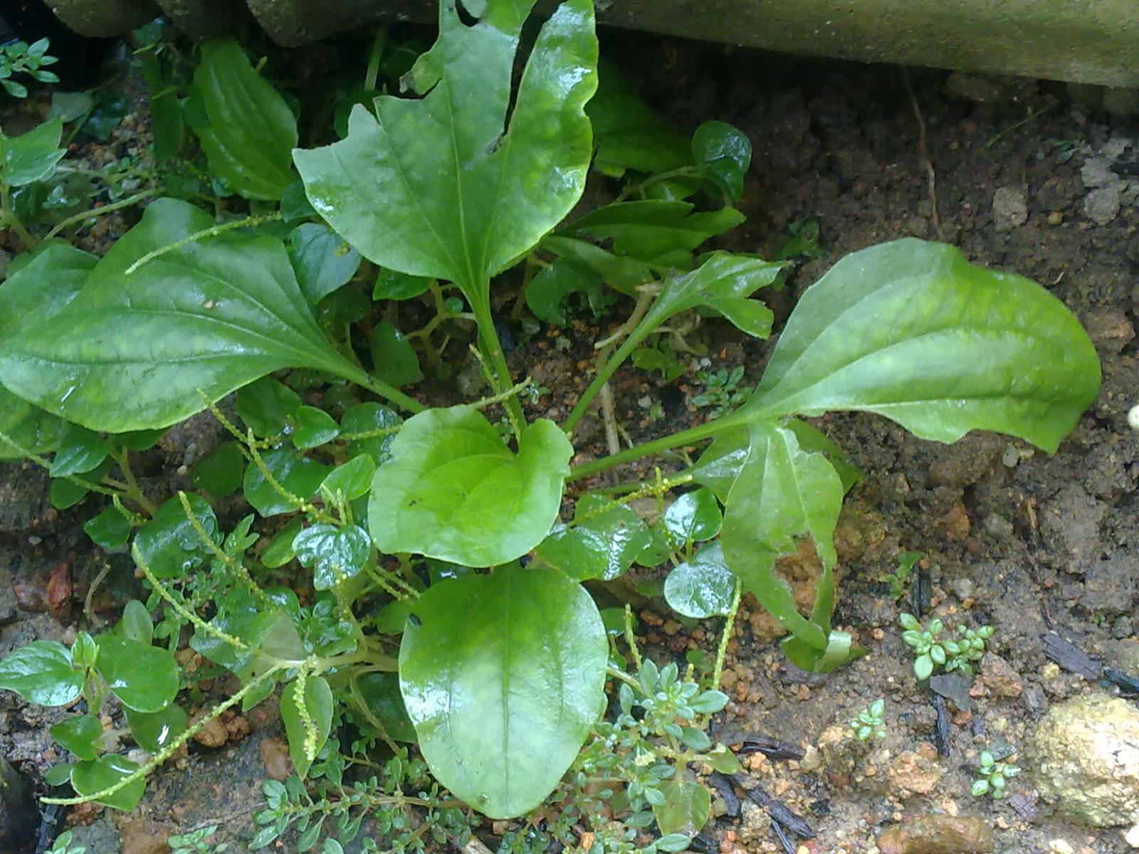 Manfaatkan masa menghasilkan kemanfaatan: Pokok herbal 