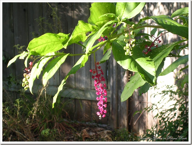 Late August 2010 014