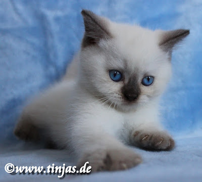 BKH Kitten weiblich chocolate colourpoint 2017 05 20 110