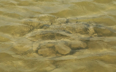 Stromatolite - Lake Thetis WA