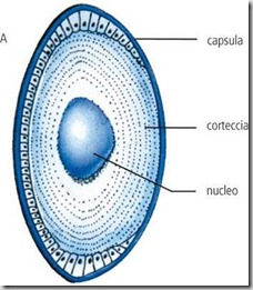 cristallino