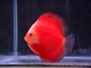  Ikan Hias Discus