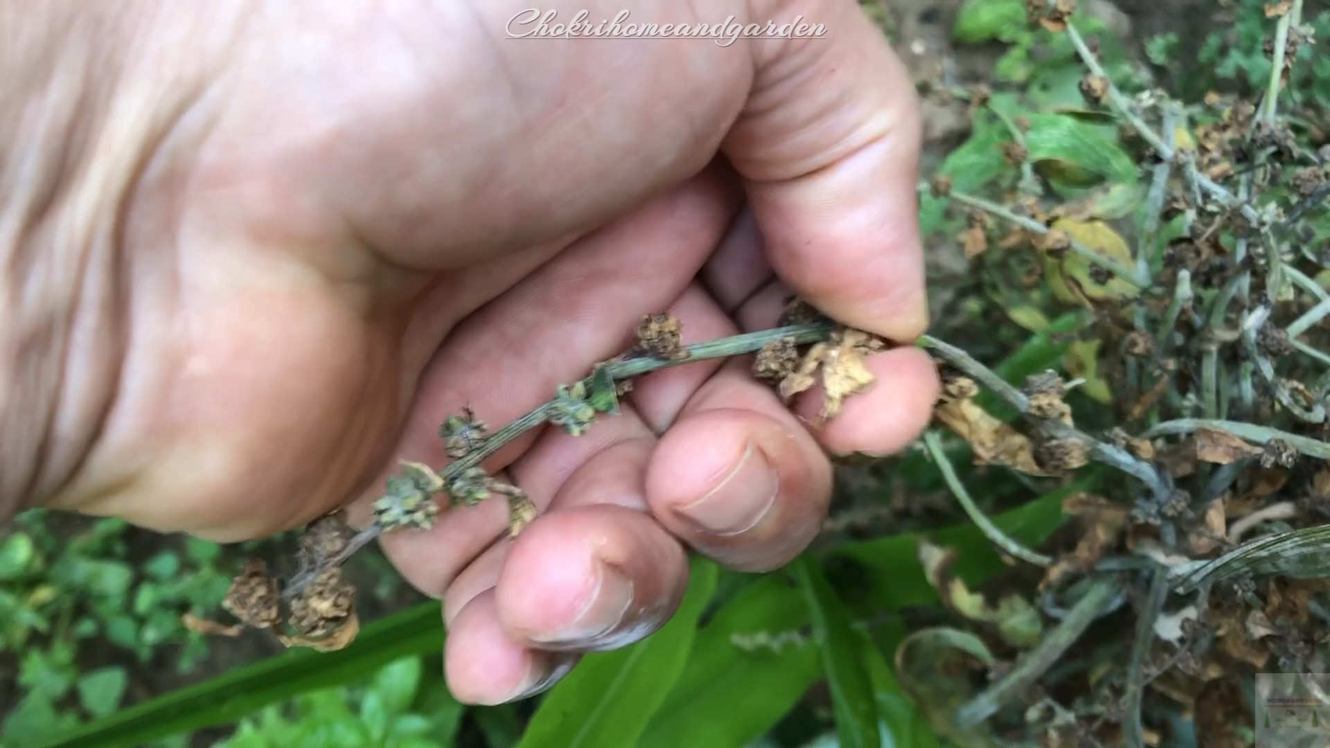 The first sign of seed production is bolting (the formation of a tall seed stalk), which happens in late spring when the temperature starts to rise. Then yellow-green flowers form, followed by seed capsules along the stem.