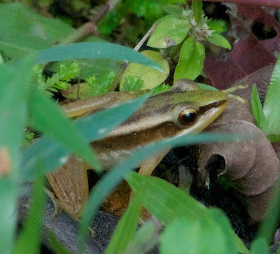 Green Paddy Frog (Hylarana erythraea) 