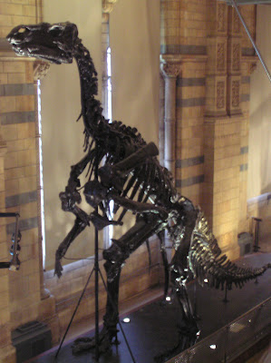 Skeleton of a pre-historic animal in the Natural History Museum