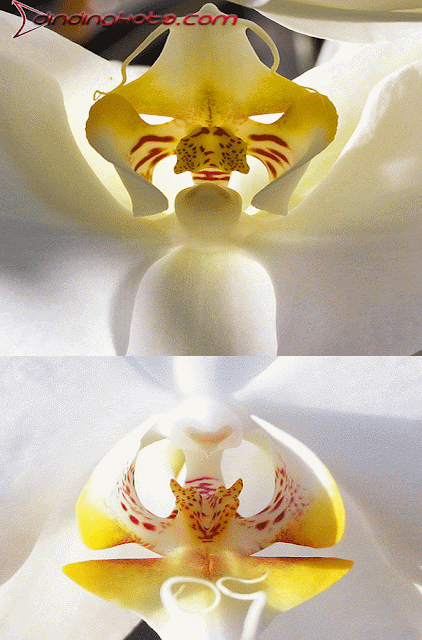 Bunga anggrek macan (Lion Orchid )