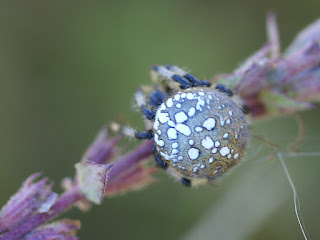 Epeire tréflée - Araneus trifolium 