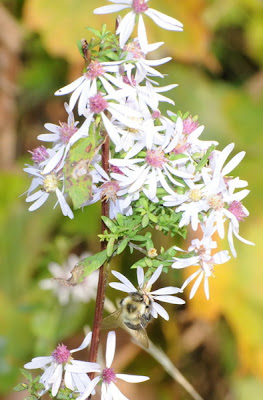 Common Blue Wood Aster (Symphyotrichum cordifolium)