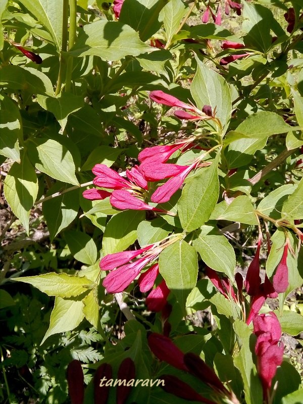 Вейгела 'Red Prince' (Weigela 'Red Prince')