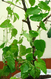 Terra Nostra Planta Insulina Cissus Verticillata Cissus Sycioides