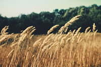 Wheat, Wind - Photo by Zugr on Unsplash