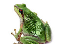 Manipulasi photoshop - 3 robot katak hasil manipulasi photoshop