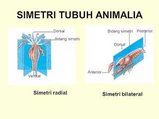 Pengertian Hewan Simetri Radial dan Bilateral, Ciri, dan Contohnya