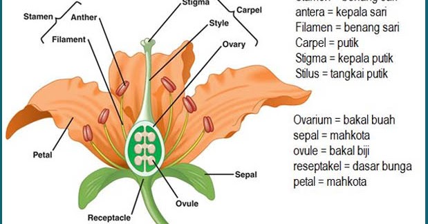 STRUKTUR BAGIAN BUNGA DAN FUNGSINYA - Tugas Sekolah Anyar ...