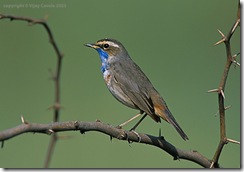 bird