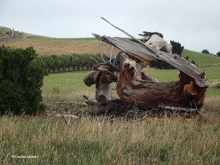 Tree stump, Kaikoura Peninsula, South Island, New Zealand - Denise Motard