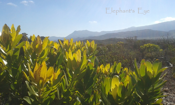 Leucadendron at Cape Point