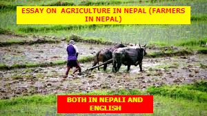 Agriculture in Nepal (Farmers in Nepal) Essay in Nepali 