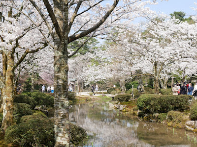 兼六園 お花見