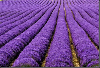 Lavender Fields, UK dan Prancis