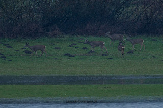 Wildlifefotografie Rehe Naturfotografie Lippeaue Olaf Kerber