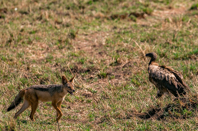 The Greedy Fox and the Little Bird