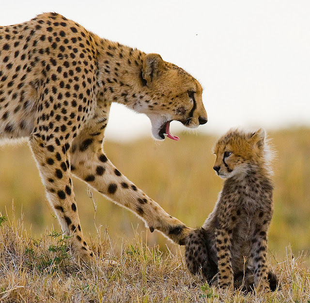 'Mother' Cheetah with her 'Baby' Cheetah