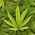 why medical marijuana's should be legal? Marijuana medicinal properties.  