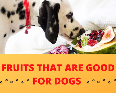 Fruits that are good for dogs,  Fruits that are safe for dogs, What fruits can dogs eat?