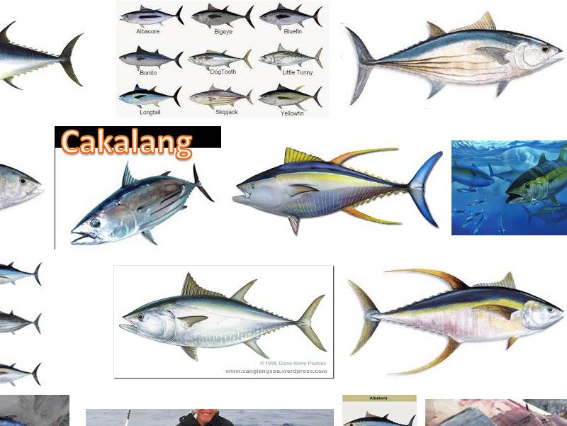  Jenis Ikan  Tuna yang Populer di Dunia dan Gambarnya