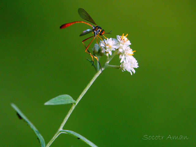 Systropus nitobei