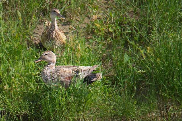 wildlife, nature, nature photography, Mt. Shasta, landscape photography, California, travel, birds, birdwatching, ducks