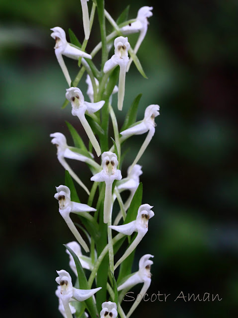 Platanthera japonica